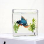 Tranh Cá Xiêm Xem Được 6 Mặt