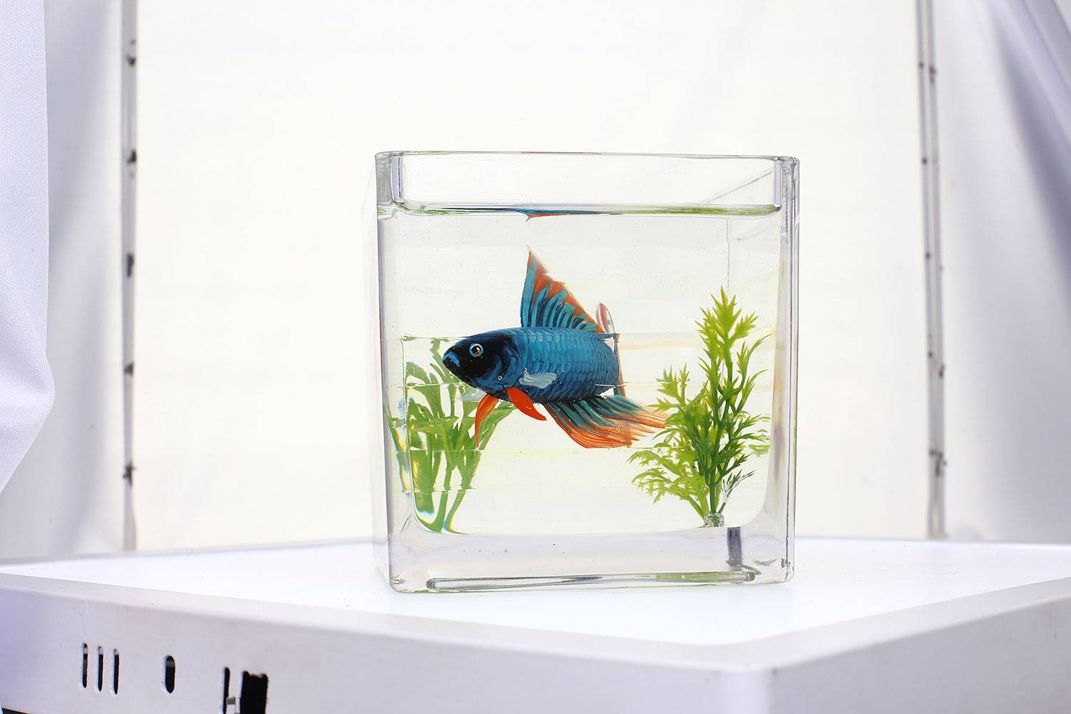 Tranh Cá 3D Để Bàn 3