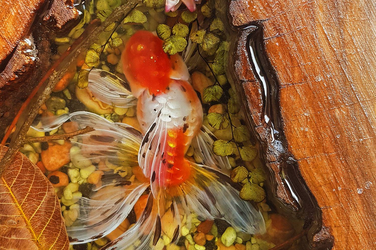 Tranh Cá 3D Để Bàn 5