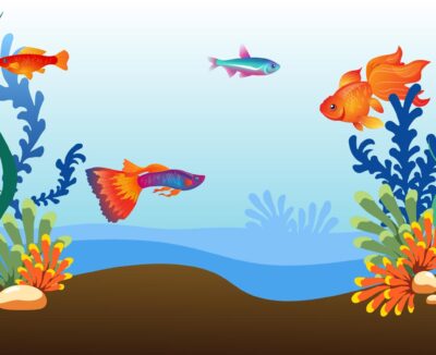 Giới Thiệu Tranh Cá 3D