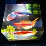 Tranh Cá Xiêm Xem Được 5 Mặt